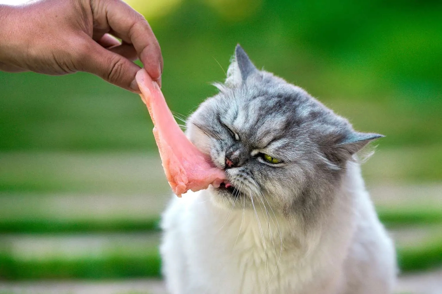 Can I give my cat raw chicken skin?