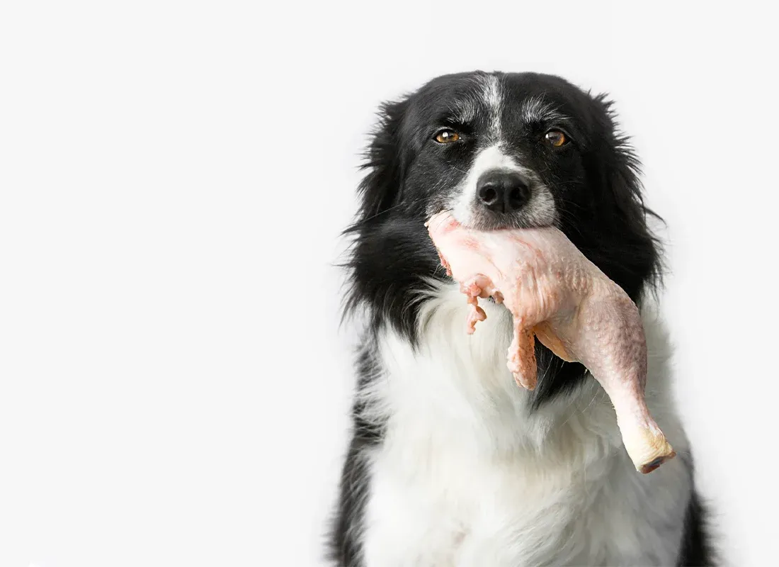 Can Dogs Eat Chicken Bone Cartilage Safely?