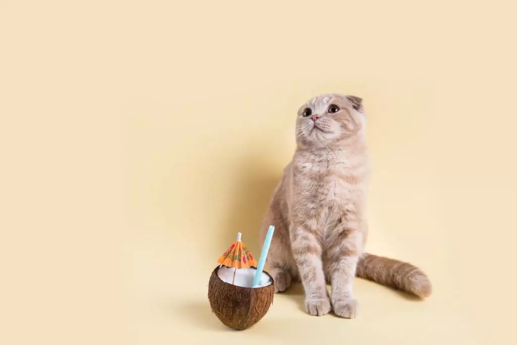 Coconut Water Help with cats Dehydration