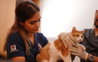 vet with cat
