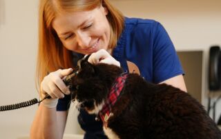 Dr. Snezhana Pochkalina