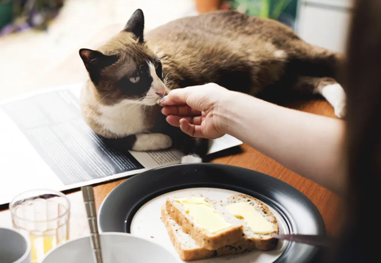 Are Cats Lactose Intolerant?