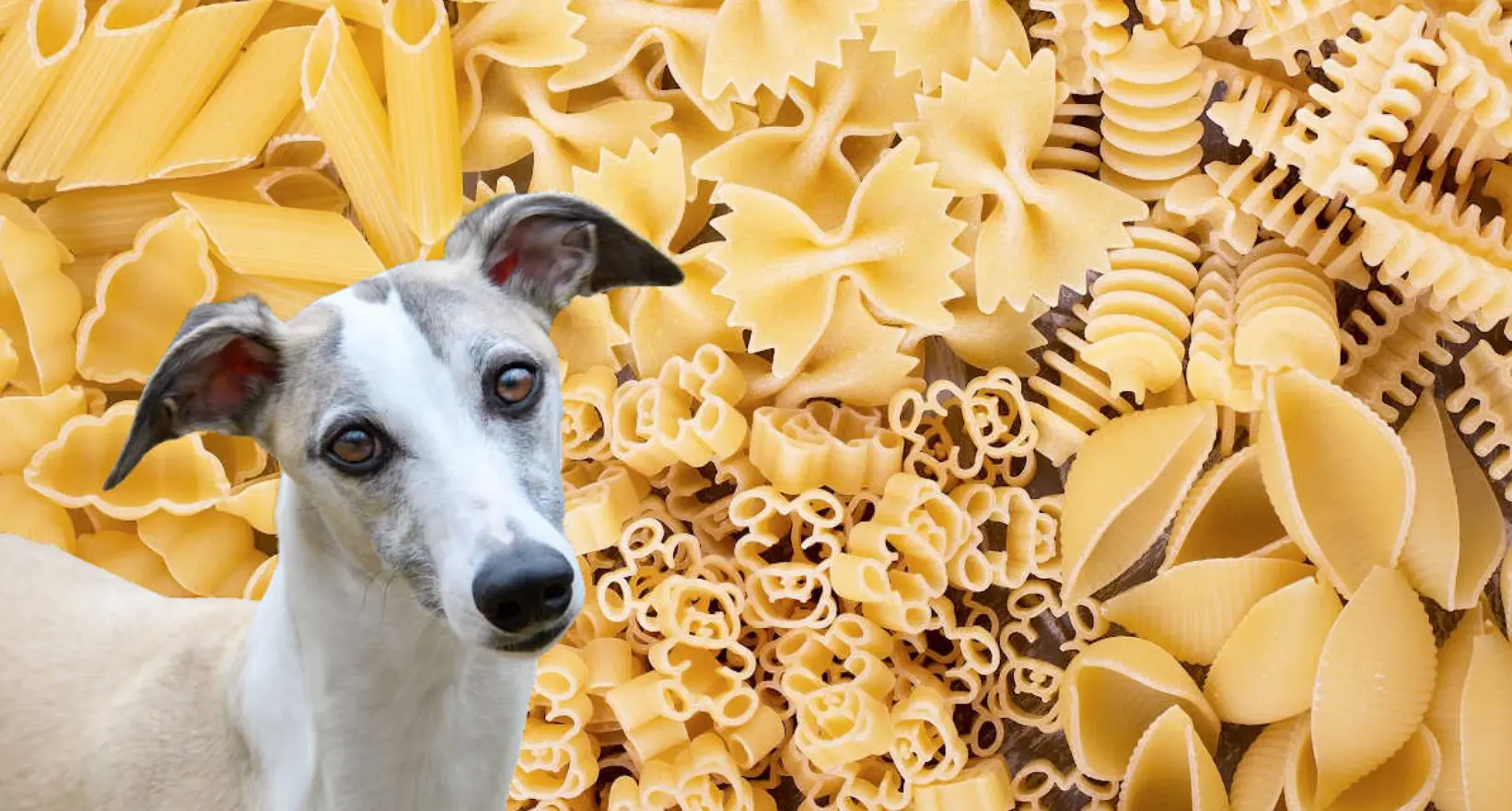 Can Dogs Eat Raw Pasta