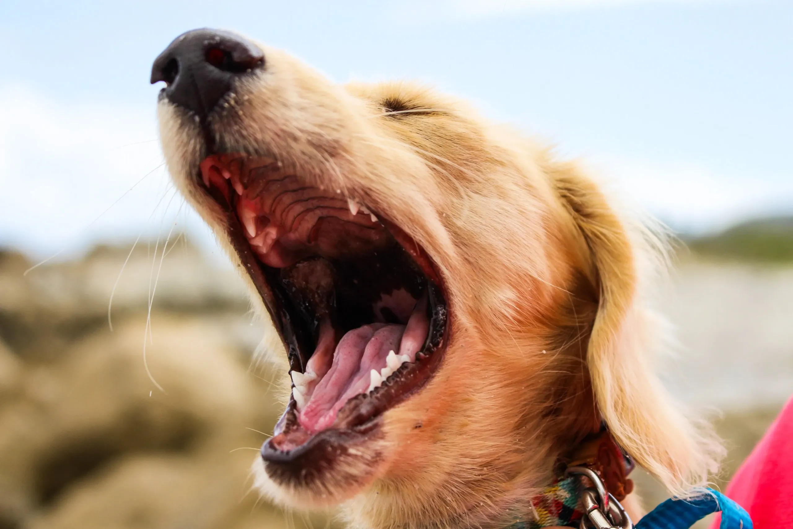 Can You Walk Your Dog with Kennel Cough?