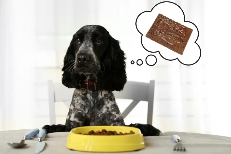 Can Dogs Eat Chocolate Pop-Tarts?