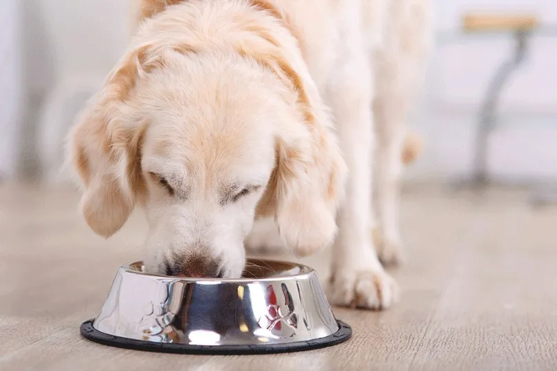 Can dogs eat sea moss?