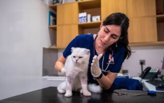 Dr. Cristina Epifanio