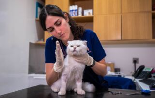 Dr. Cristina Epifanio