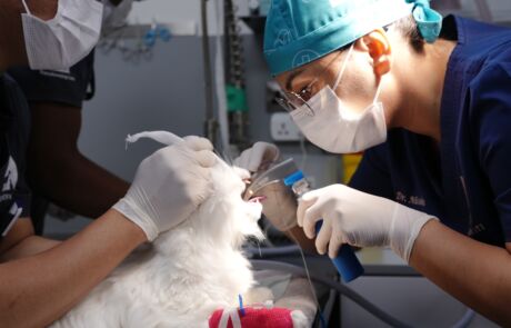 vet in process