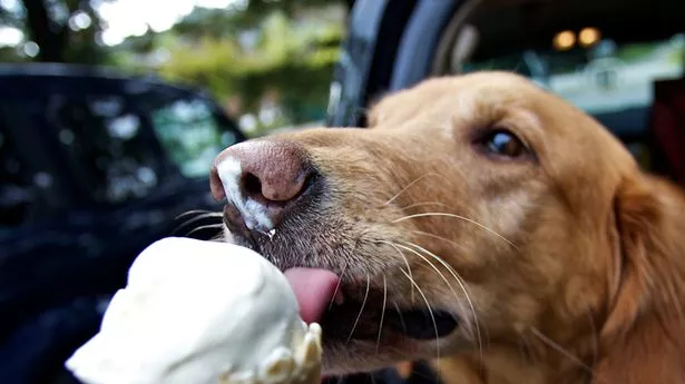 Dog licking vanilla ice cream