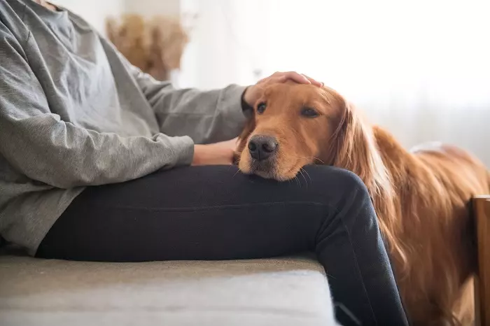 Dogs can smell your emotions