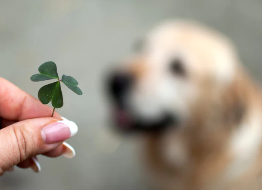 Are Clovers Poisonous to Dogs?