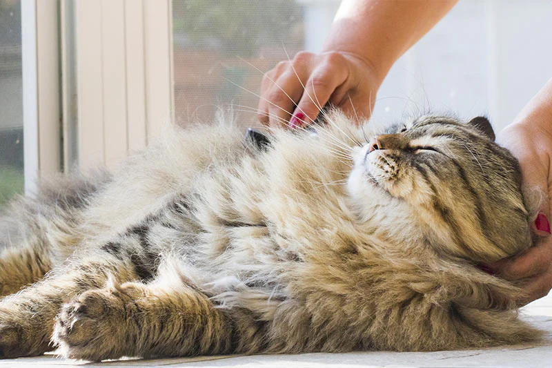 How Can You Manage Shedding in Cats?