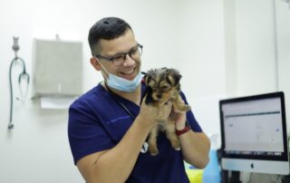 Modern Vet JLT