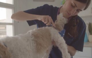 Medical inspection for dog