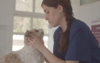 Veterinarian doing dog exam