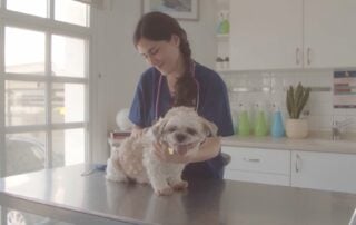 Dog with veterinarian