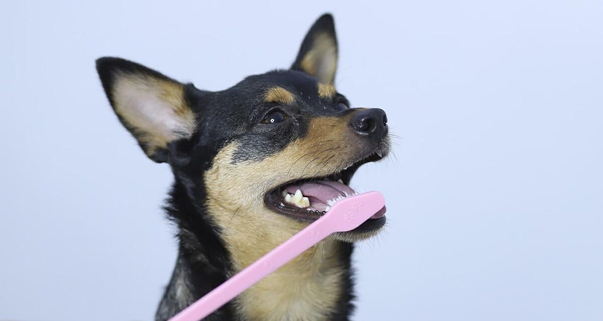 Dog & Cat Dentist Pet Dental Services