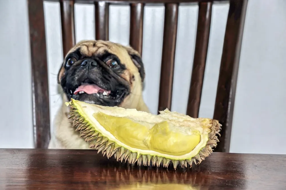 Can Dogs Eat Durian?