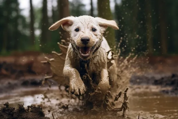 dog and mud