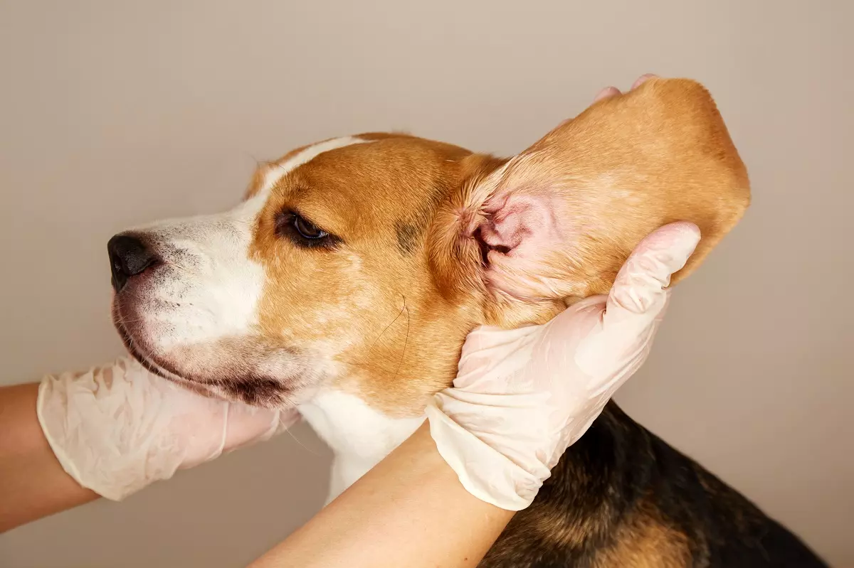 Dog ear infection