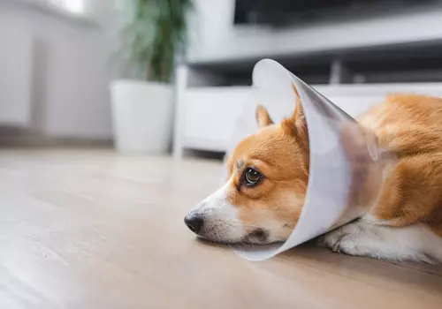 How long should a dog wear a cone after neuter