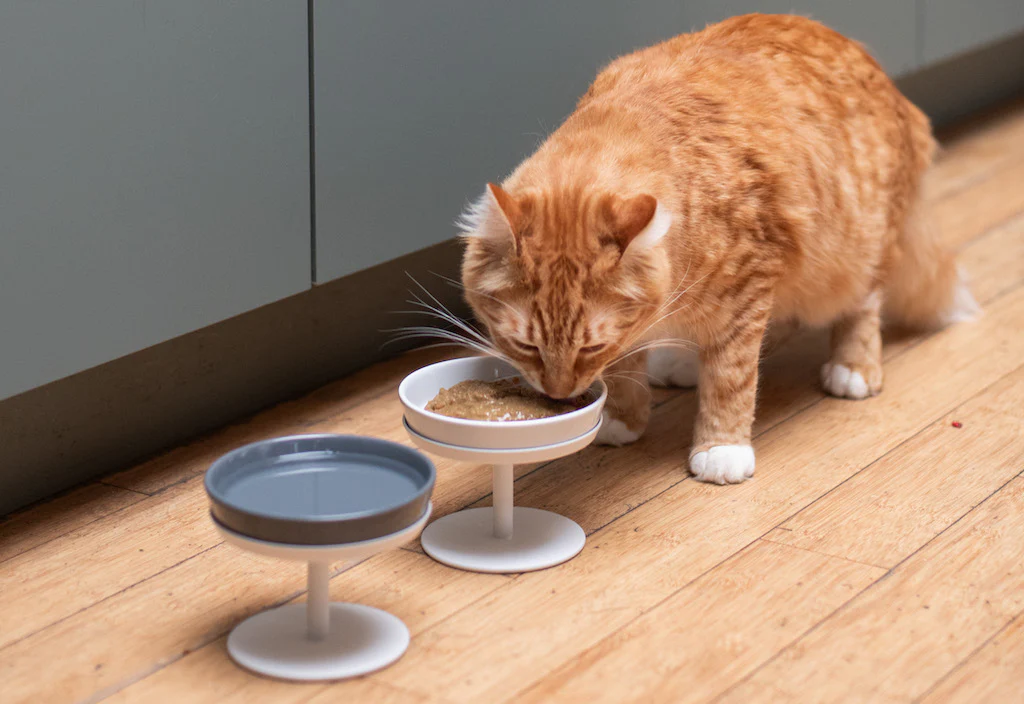 How to choose a wet cat food?