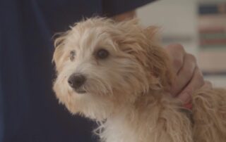 Dr. Luciano de Gatica