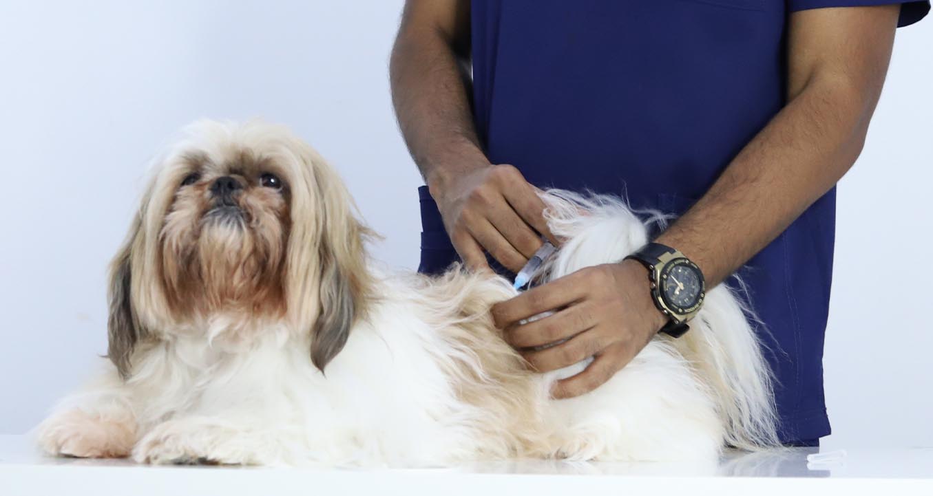 Vet doctor doing vaccine to dog