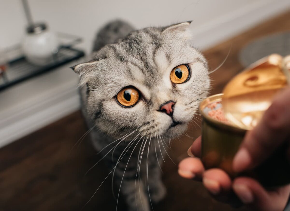 Is wet food bad for a cat's teeth? — Modern Vet
