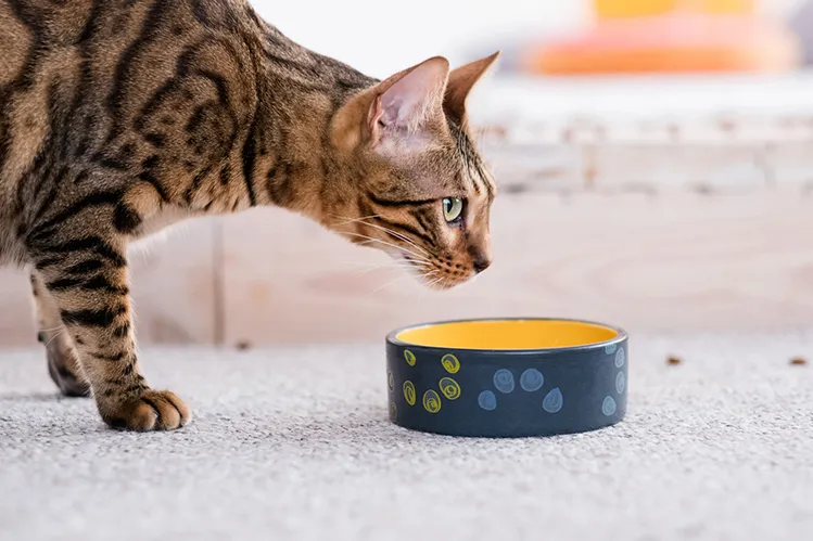 What to Do if Your Cat Doesn’t Eat