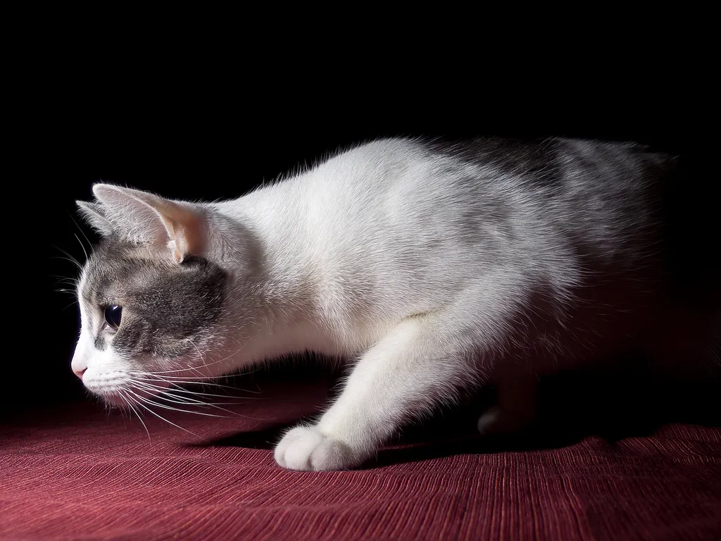 Causes of Nighttime Aggression in Cats