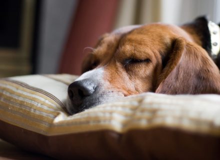 Dog sleep