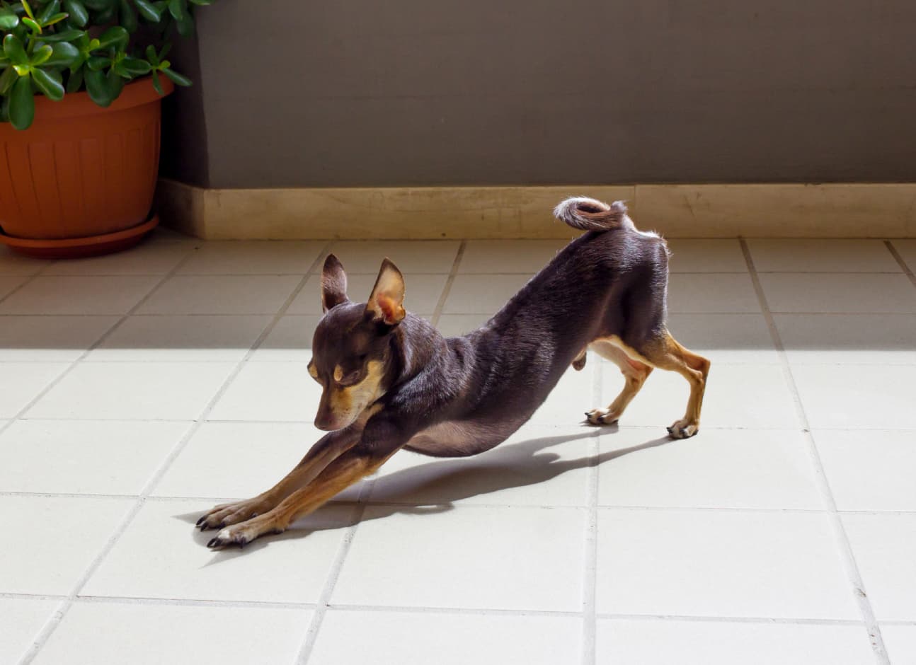 Dog stretch