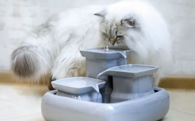 How to Serve Water to Your Cat?