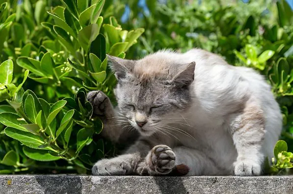 Precautions When Feeding Sage to Cats