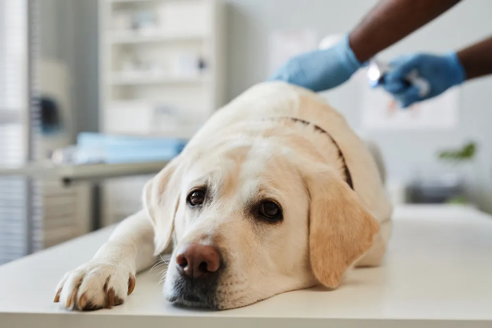 Treatment leptospirosis in dogs