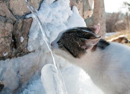 Cat drink ice