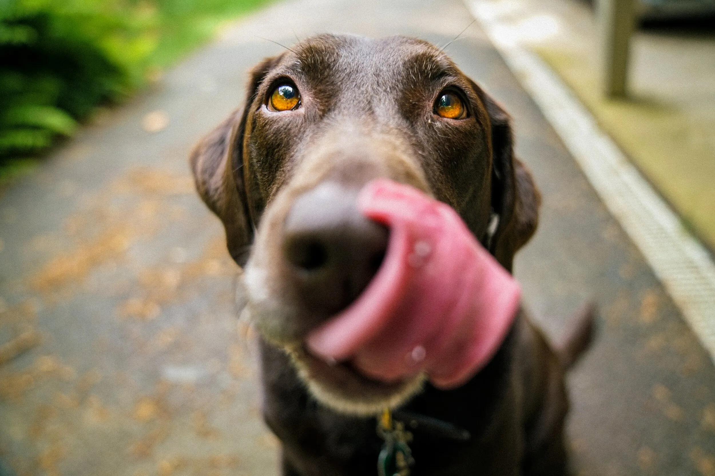 Is eating mulch harmful to dogs?