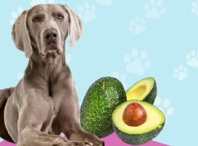 Can dog eat avocado? — Modern Vet