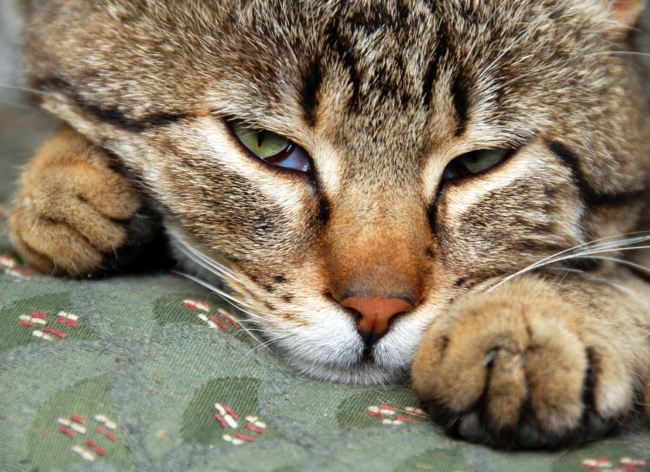 Могут ли кошки спать с открытыми глазами?— ModernVet