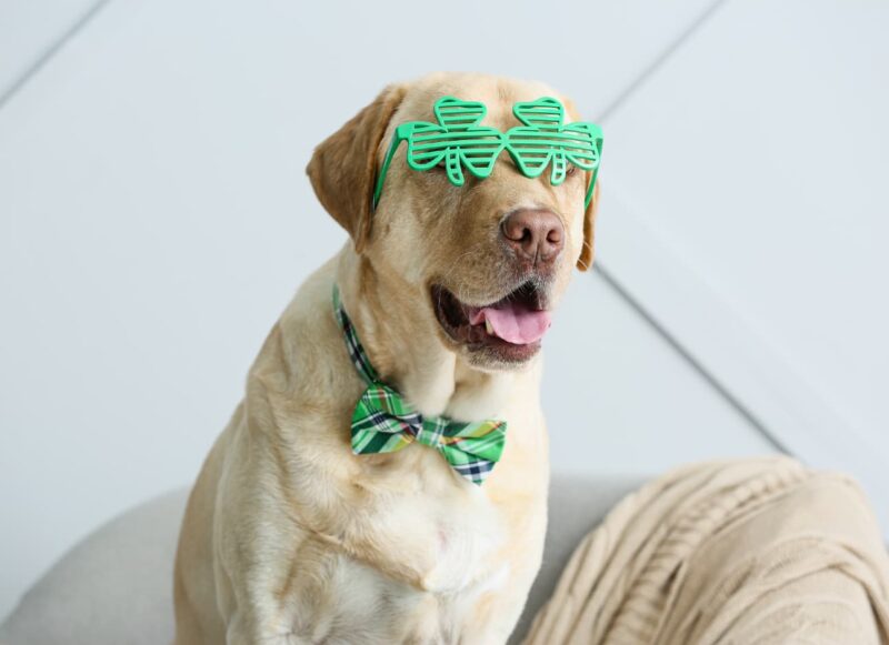 Is Clover safe for dogs?— Modern Vet