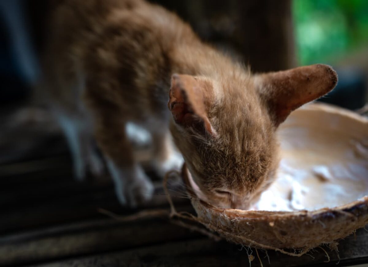 Can cats have coconut water?— Modern Vet