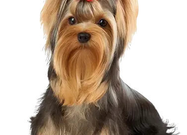 DOG SPAYING & NEUTERING