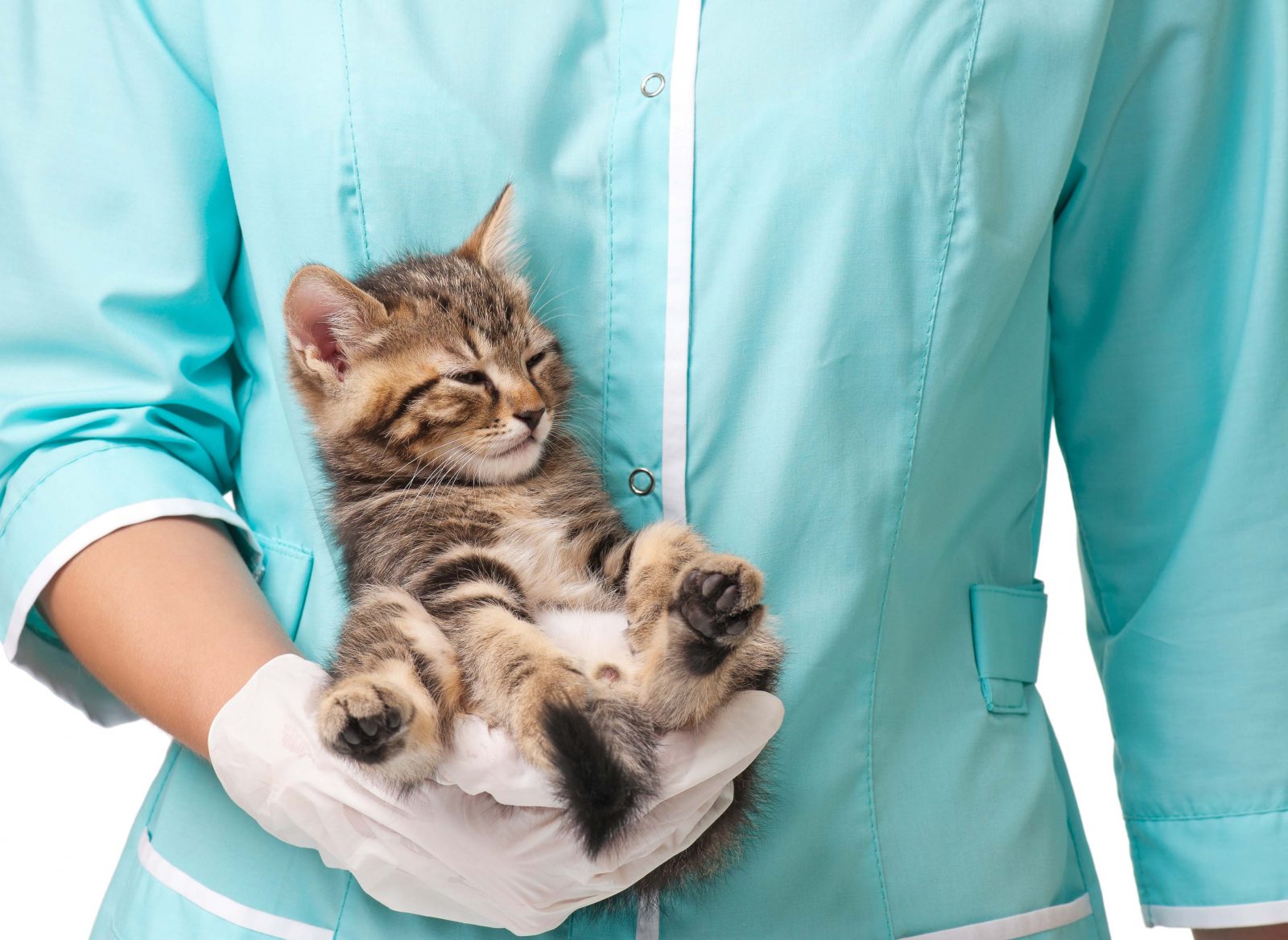 Kitty in veterinarian hands