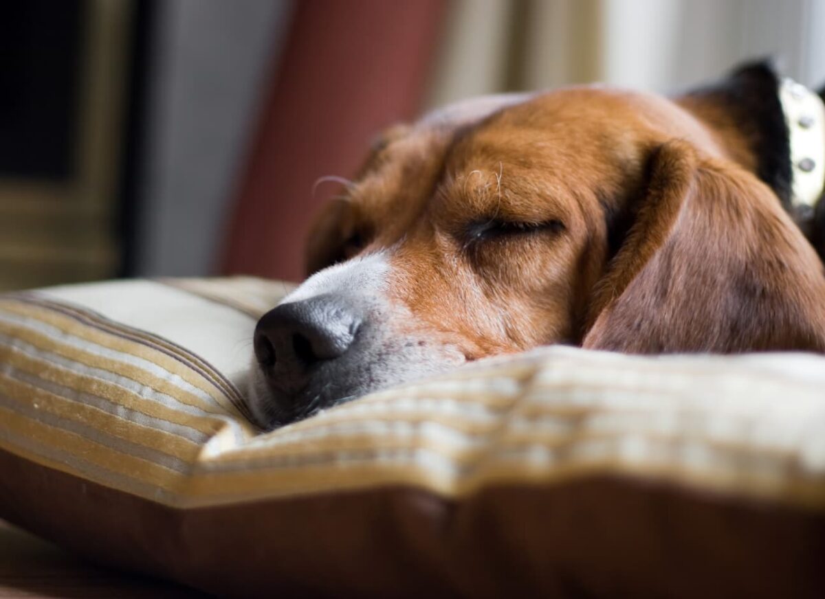 Why Does Dog Howl In His Sleep: The Real Reason + What To Do