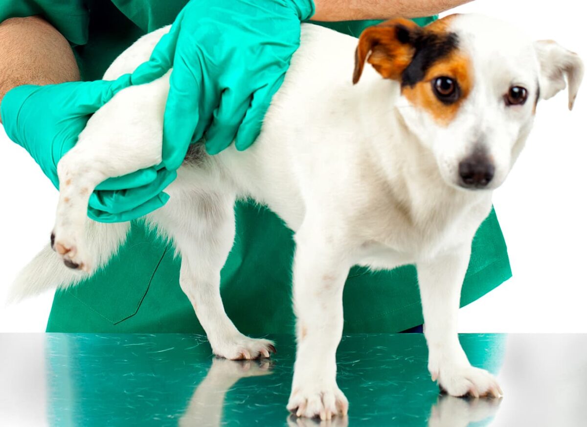 HIP DYSPLASIA IN DOGS — Modern Vet 24 Hour Vet in the UAE