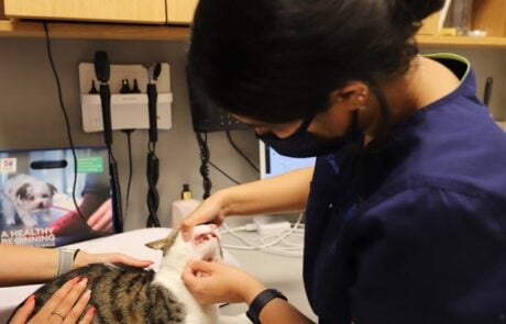 veterinarian examining a cat