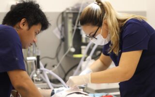 veterinar helping pet