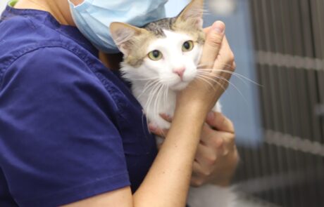vet and cat